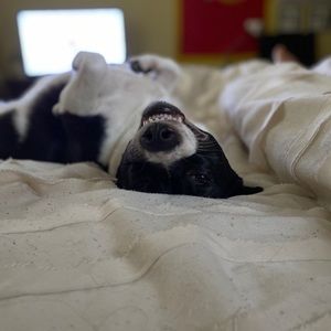 Meet your Posher, Ivy